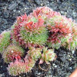 Sempervivum - Dachwurz - Hauswurz